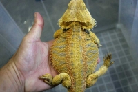 クリックで拡大画像表示