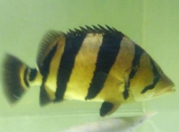 クリックで拡大画像表示