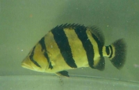 クリックで拡大画像表示