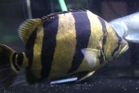 クリックで拡大画像表示