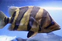 クリックで拡大画像表示