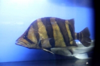 クリックで拡大画像表示