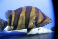 クリックで拡大画像表示