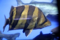 クリックで拡大画像表示