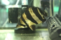 クリックで拡大画像表示