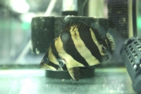 クリックで拡大画像表示