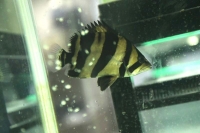 クリックで拡大画像表示