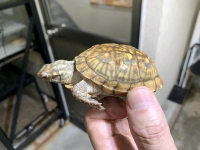 クリックで拡大画像表示