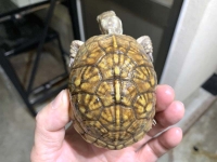 クリックで拡大画像表示