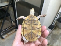 クリックで拡大画像表示