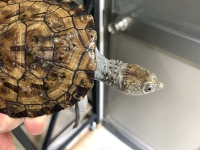 クリックで拡大画像表示