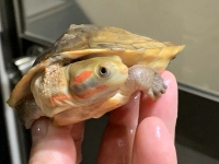 クリックで拡大画像表示