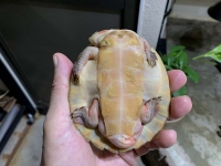 クリックで拡大画像表示