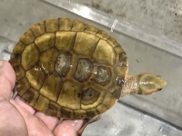 クリックで拡大画像表示