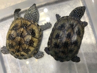 クリックで拡大画像表示