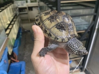 クリックで拡大画像表示