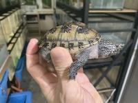 クリックで拡大画像表示