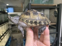 クリックで拡大画像表示