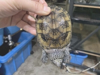 クリックで拡大画像表示