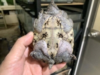 クリックで拡大画像表示