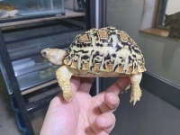 クリックで拡大画像表示