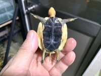 クリックで拡大画像表示