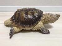 クリックで拡大画像表示