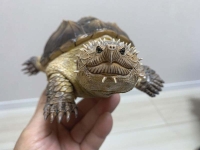 クリックで拡大画像表示