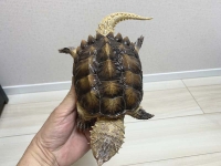 クリックで拡大画像表示