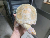 クリックで拡大画像表示
