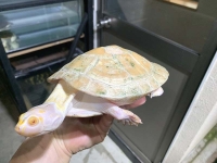 クリックで拡大画像表示