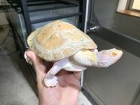 クリックで拡大画像表示