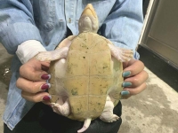 クリックで拡大画像表示