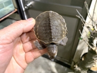 クリックで拡大画像表示