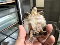 クリックで拡大画像表示