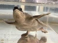 クリックで拡大画像表示