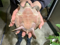 クリックで拡大画像表示