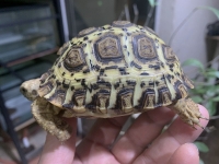 クリックで拡大画像表示