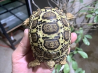 クリックで拡大画像表示