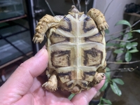 クリックで拡大画像表示