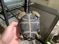 クリックで拡大画像表示
