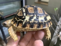 クリックで拡大画像表示