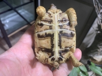クリックで拡大画像表示