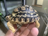 クリックで拡大画像表示