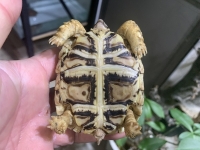 クリックで拡大画像表示