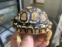 クリックで拡大画像表示