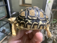 クリックで拡大画像表示
