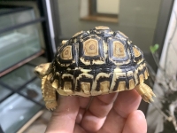 クリックで拡大画像表示