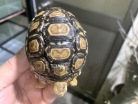クリックで拡大画像表示