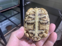 クリックで拡大画像表示